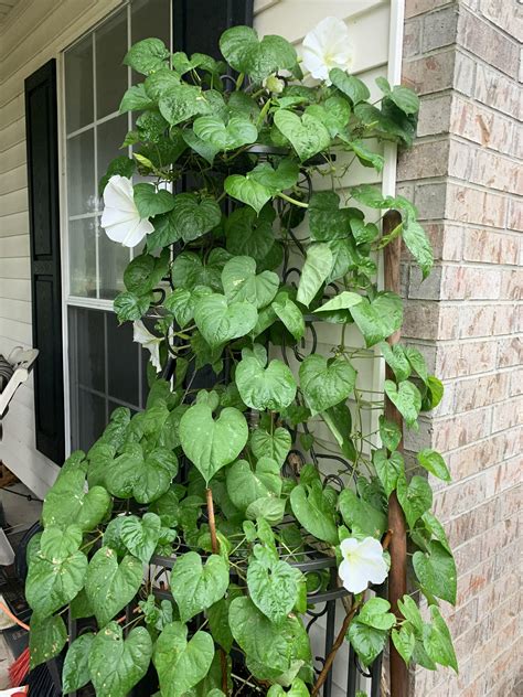 I’m finally getting more moonflower blooms. : r/gardening