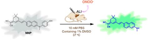 The illustration of the probe NNP for the detection of peroxynitrite ...