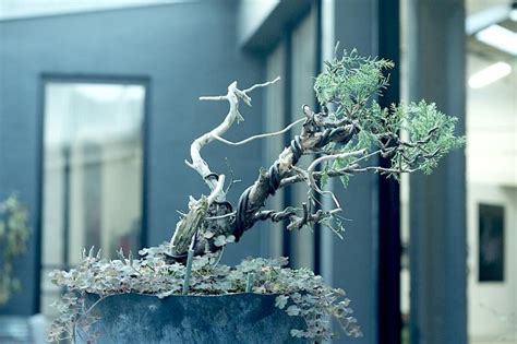 Juniperus Fukinagashi And Les Chuhin Et Autres Grands Bonsa