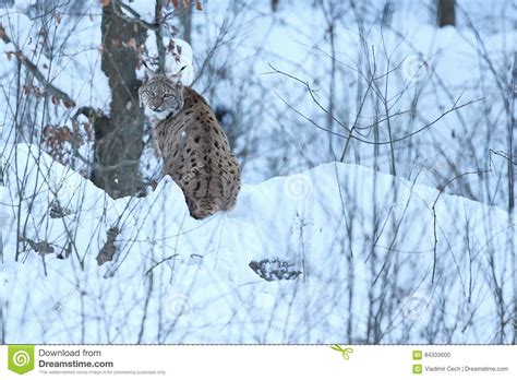 Eurasian Lynx In The Bavarian National Park In Eastern Germany Stock