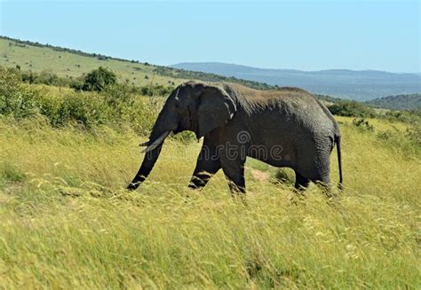 African elephants stock photo. Image of herbivore, cautious - 47133434