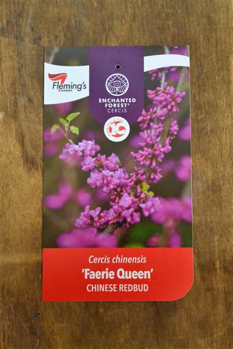 Cercis Faerie Queen Guildford Garden Centre