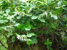 salal Forest Garden, Portland, Flower Arrangements