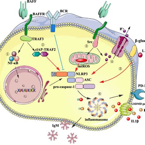 Nlrp Inflammasome In B Lymphocytes Baff Interacts With Baffr And