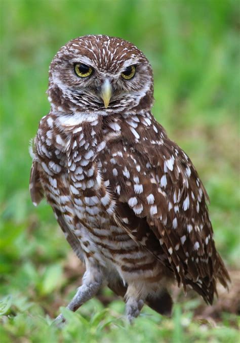 Expert Wildlife Speakers Announced For 2024 Burrowing Owl Festival