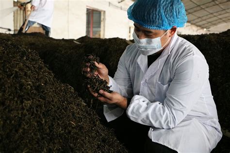 普洱熟茶发酵工艺 熟茶发酵都需要经历什么阶段 叶片情茶业