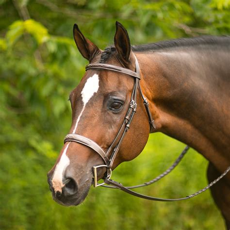 Pinnacle Hartford Hunter Bridle In Hunter Jumper At Schneider Saddlery