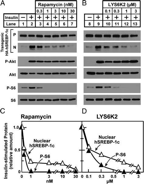 Insulin Stimulation Of Srebp 1c Processing In Transgenic Rat