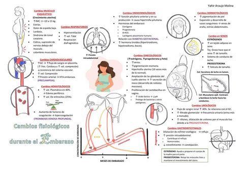 Cambios Fisiológicos durante el Embarazo