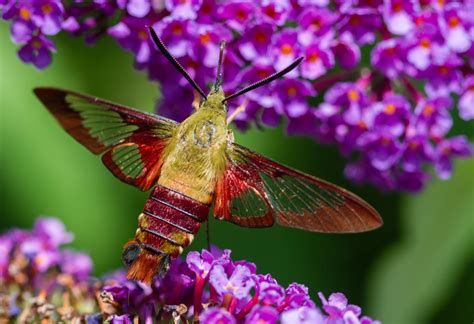 Hummingbird Clearwing Roads End Naturalist