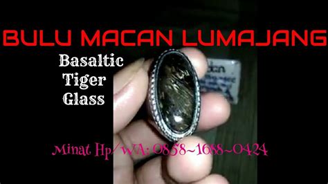 BULU MACAN LUMAJANG Basaltic Tiger Glass Minat HP WA 0858 1688 0424