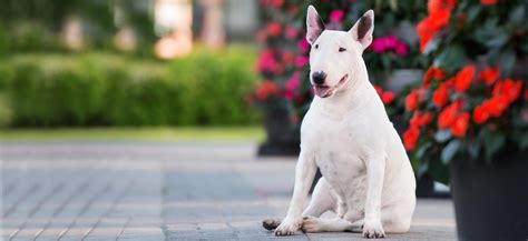 Miniature Bull Terrier Adoption Miniature Bull Terrier Puppies For