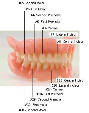 teeth diagram