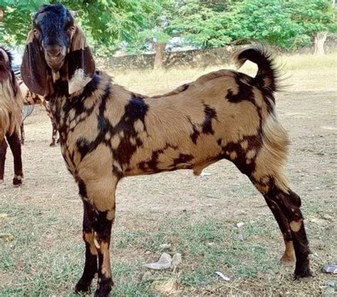 Brown Male Sirohi Goat Kurbani At Rs Kg In Riico Industrial Area