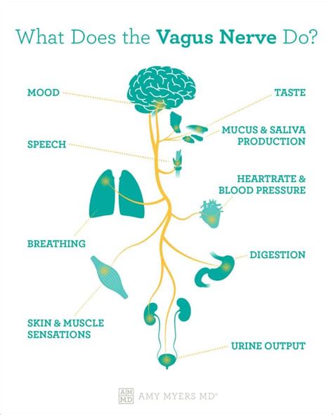 Vagal Tone: The Gut-Brain Axis & the Vagus Nerve | Nervus vagus ...