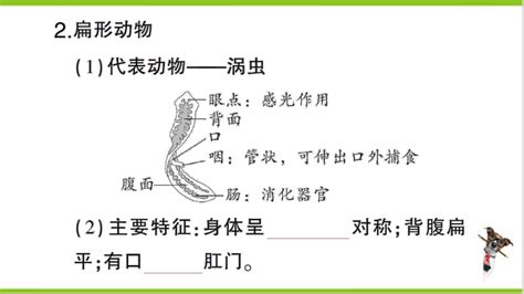 【掌控课堂 创优作业】人教版生物八上期末复习专题一 动物的主要类群 课件版 21世纪教育网