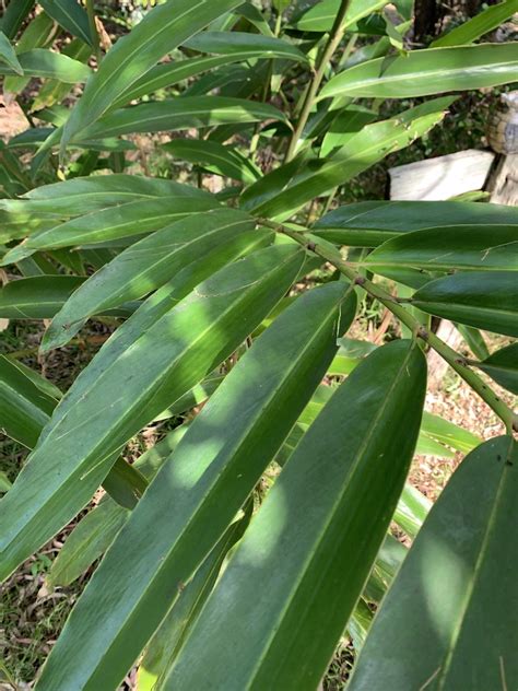 Alpinia Caerulea Native Ginger Noosa Coastcare