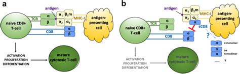 Schematic Presentation Of The Interaction Between TCR And MHC I During