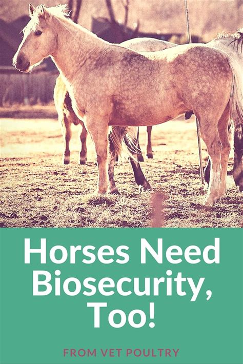 Horses Need Biosecurity Too Horses Equines Vets