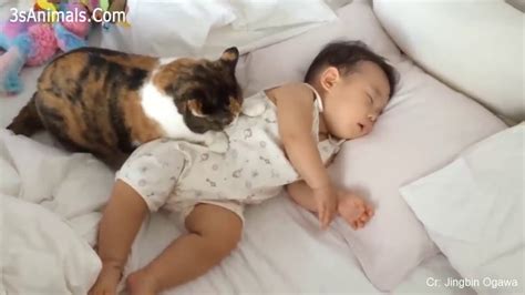 Cats Protecting Babies Videos Compilation 2019 Cat Loves Babies YouTube