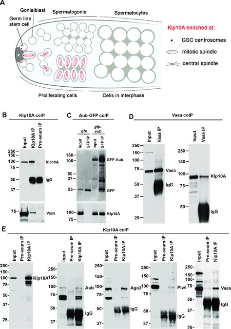 Klp10a Interacts With Pirna Pathway Proteins In Gscs And Sgs A