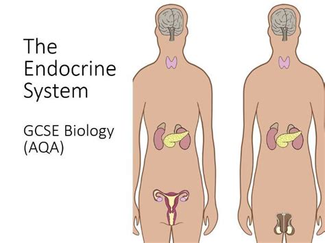 Endocrine System Supplementary Slides And Worksheet GCSE Biology AQA