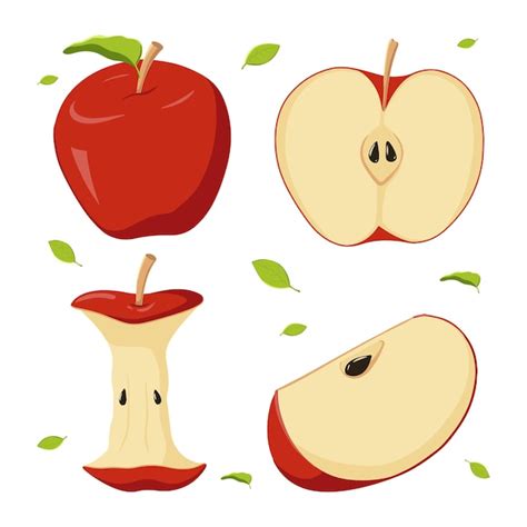 Apple Core Vector