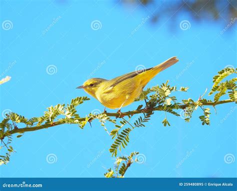 Yellow Bird On Tree Branch Stock Image Image Of Leaf