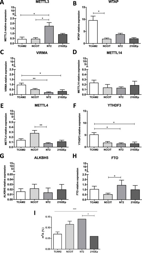 M 6 A Abundance And Expression Of Related Writers Readers And Erasers Download Scientific