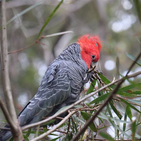 A Cute Eyed Male Gang Gang Cockatoo Callocephalon Fimbriatum Having A