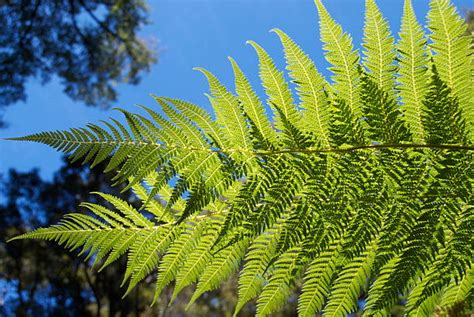 250+ New Zealand Punga Tree Fern Stock Photos, Pictures & Royalty-Free ...