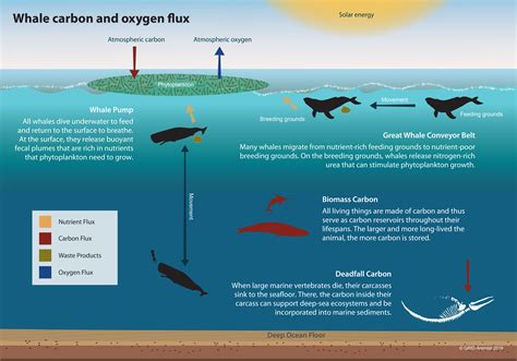 Why Whales Are Important For Carbon Sequestration Foresight