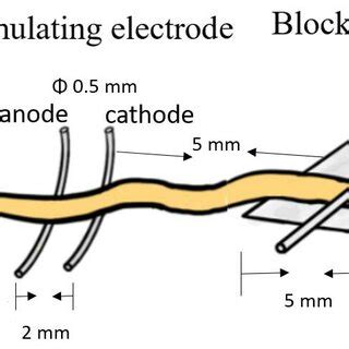 Schematic Diagram Of The Relative Position Of The Electrodes And Nerves