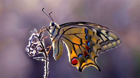 Yellow Black Designed Lines Butterfly On Plant Stem In Blur Background