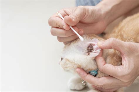 How to Clean Cat Ears: A Guide on Cat Hygiene - Veterinarians.org