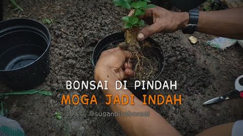 PEMINDAHAN BONSAI BAHAN MAME HASIL STEK KE POT YouTube