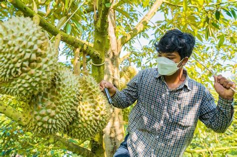 ประชาสัมพันธ์ โลตัสอุ้มเกษตรกรฝ่าวิกฤติทุเรียนล้นตลาดรับซื้อ 3 ล้าน