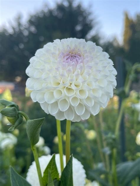 Hollyhill Miss White — I Love Dahlias