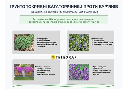 Цветы на кладбище от сорняков — что посадить на могиле, фото - Телеграф