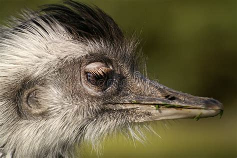 Portrait Of Rhea Bird Stock Image - Image: 22813141