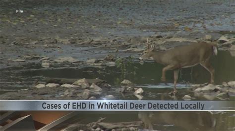 Cases Of Epizootic Hemorrhagic Disease In Whitetail Deer Detected In Se