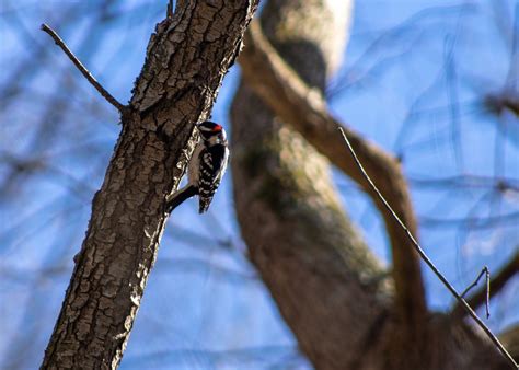 Pic Mineur Oiseau Arbre Photo Gratuite Sur Pixabay Pixabay