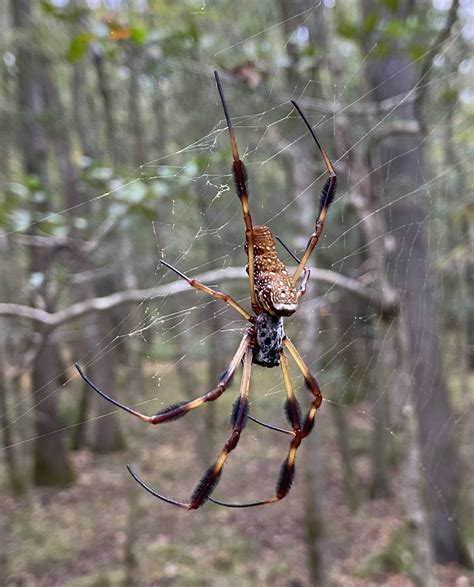 Golden Silk Spider From Richland County SC USA On October 29 2022 At