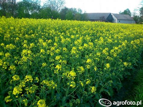 Rzepak Zdj Cie Fotka Foto Numer Galeria Rolnicza Agrofoto