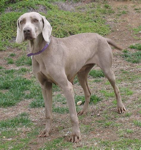 Weimaraner Dog Breed Information Puppies And Pictures