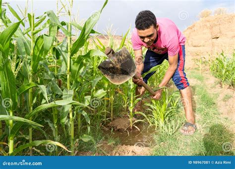 Young Man Irrigating the Maize Corn Field Stock Image - Image of labor ...