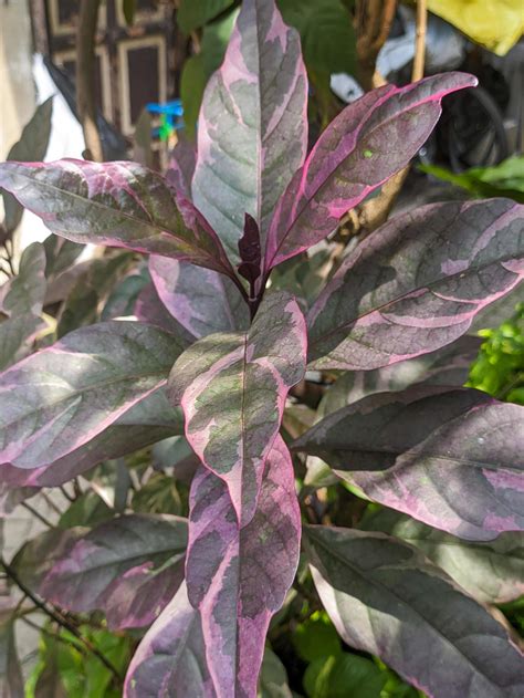 A Close Up Of Graptophyllum Pictum Leaves Stock Photo At Vecteezy