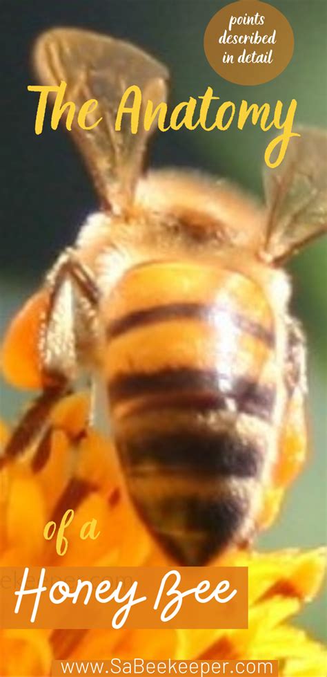 The-Anatomy-of-a-Honey-Bee - SA BeeKeeper