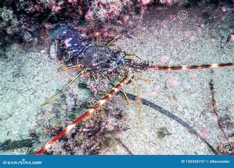 Common Spiny Lobster Palinurus Elephas Mediterranean Lobster Stock