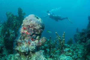 Abrolhos Tudo Sobre Parque Nacional Marinho No Sul Da Bahia